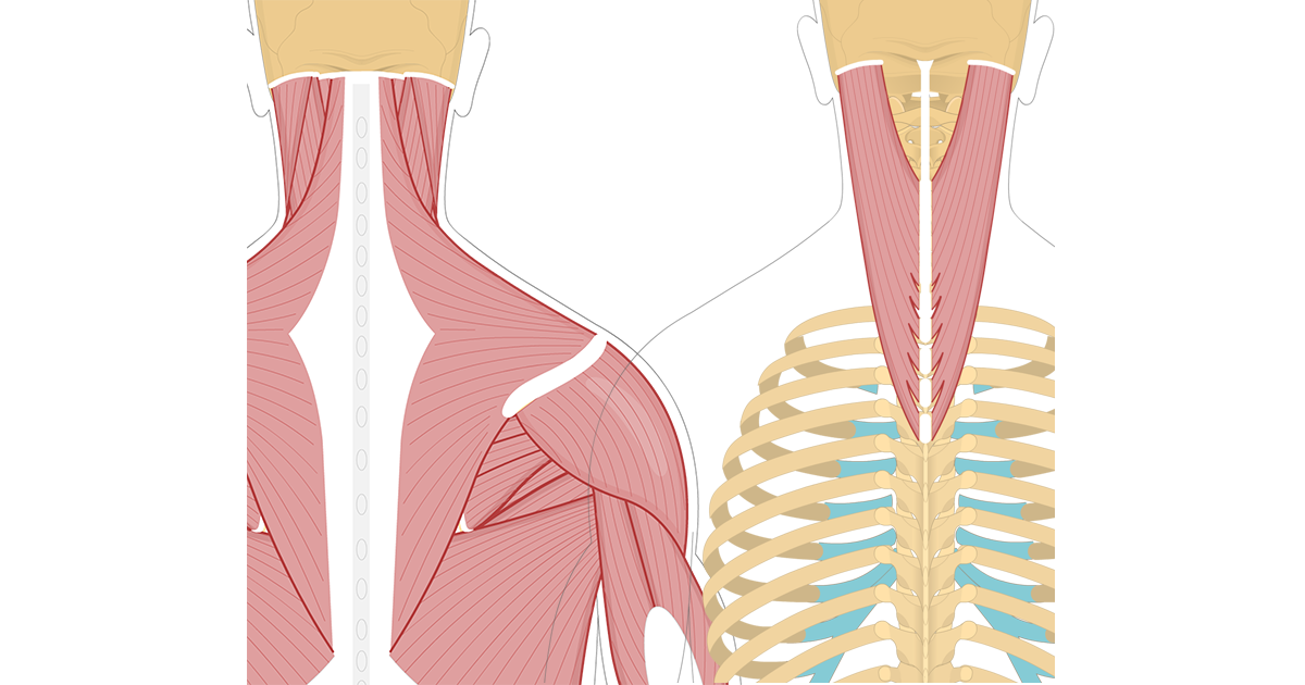 Detail Musculus Splenius Capitis Nomer 3