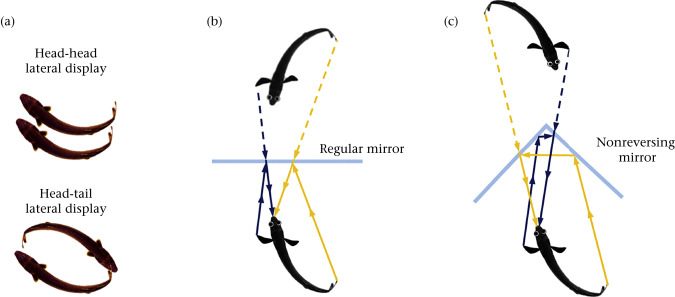 Detail Non Reversing Mirror Nomer 6