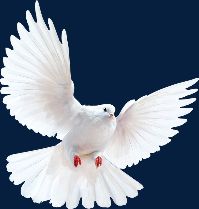 Detail Peace Pigeon Nomer 20