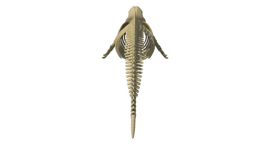 Detail Skelett Delfin Nomer 2