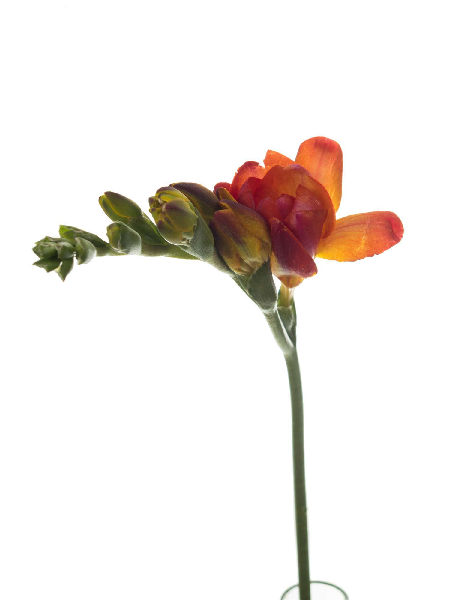 Detail Freesien Schnittblumen Koleksi Nomer 7