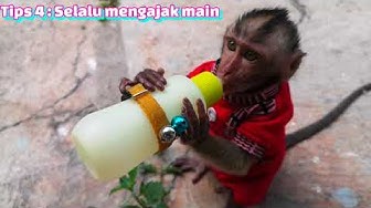 Detail Gambar 4 Monyet Lucu Nomer 33