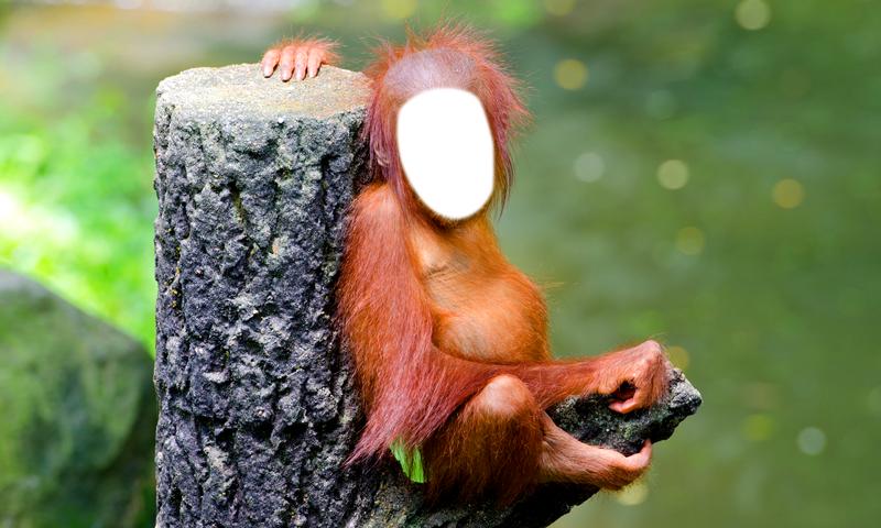 Detail Gambar 4 Monyet Lucu Nomer 40