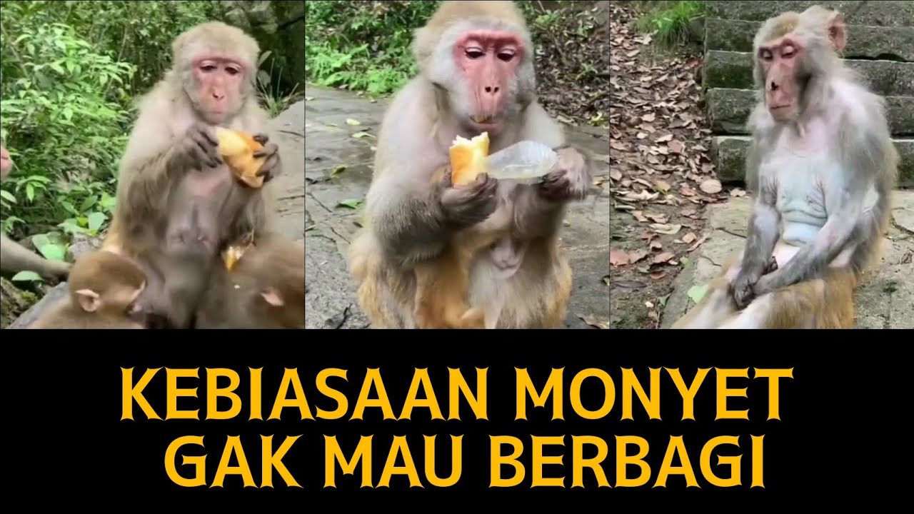Detail Gambar 4 Monyet Lucu Nomer 41