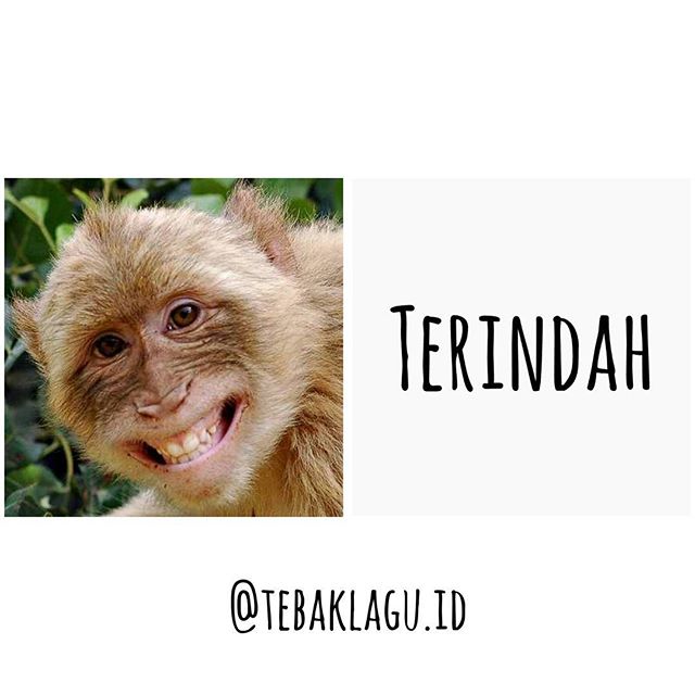 Detail Gambar 4 Monyet Lucu Nomer 53