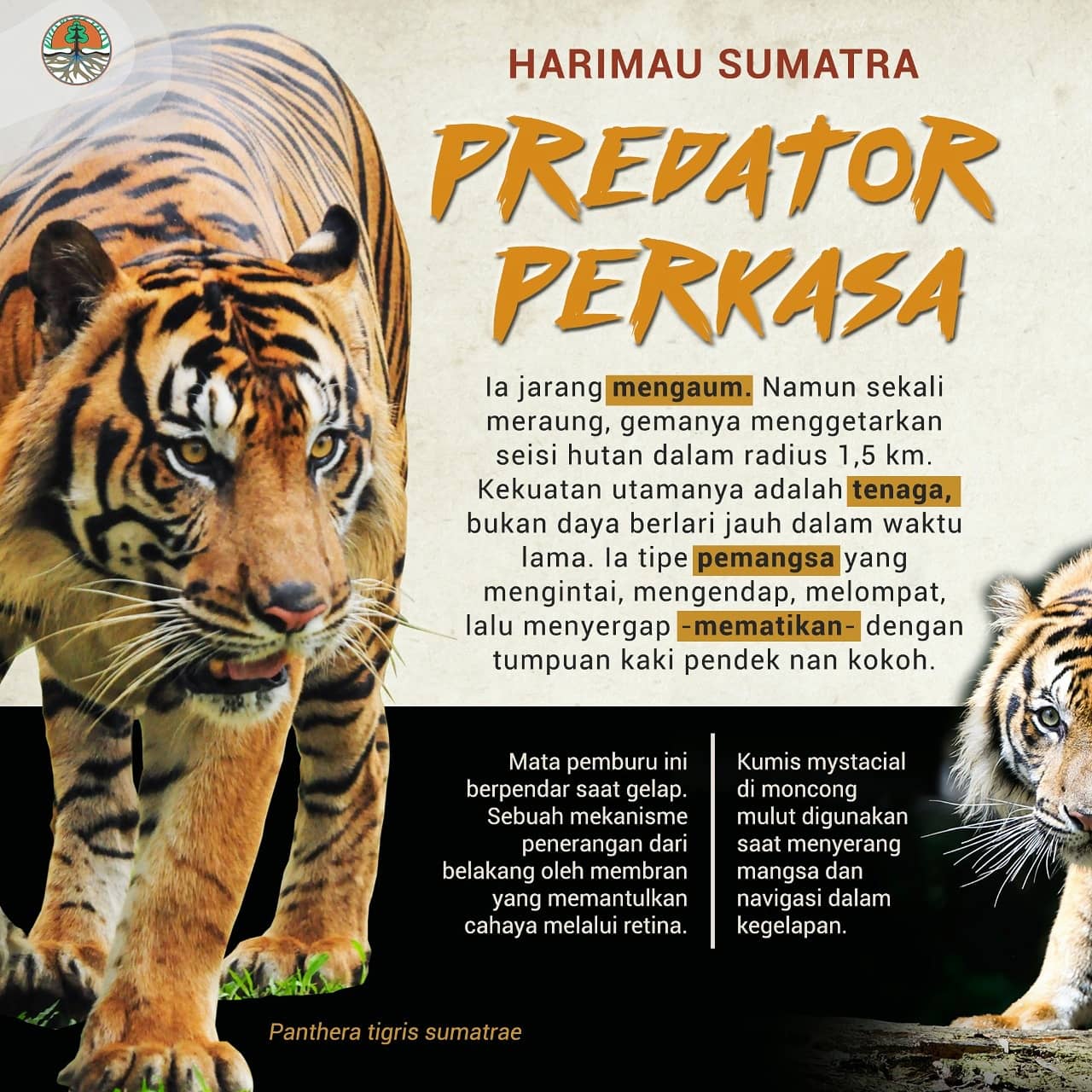 Detail Gambar 5 Harimau Melompat Nomer 15