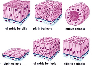 Detail Gambar 9 Jenis Jaringan Epitel Nomer 13