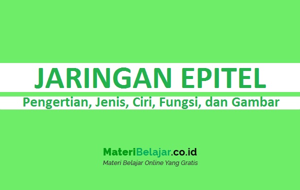 Detail Gambar 9 Jenis Jaringan Epitel Nomer 27