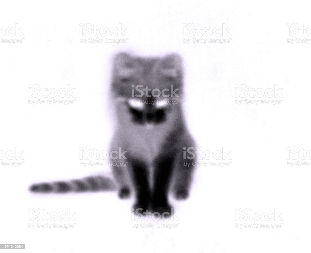 Detail Gambar Abstrak Kucing Hitam Putih Nomer 25
