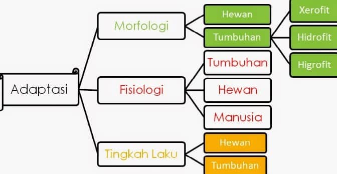 Detail Gambar Adaftasitingkahlaku Pada Tumbuhan Nomer 31