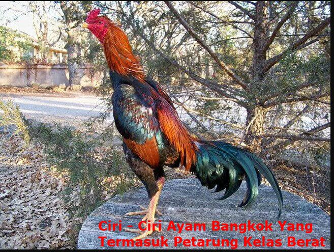 Detail Gambar Adu Ayam Bangkok Nomer 54