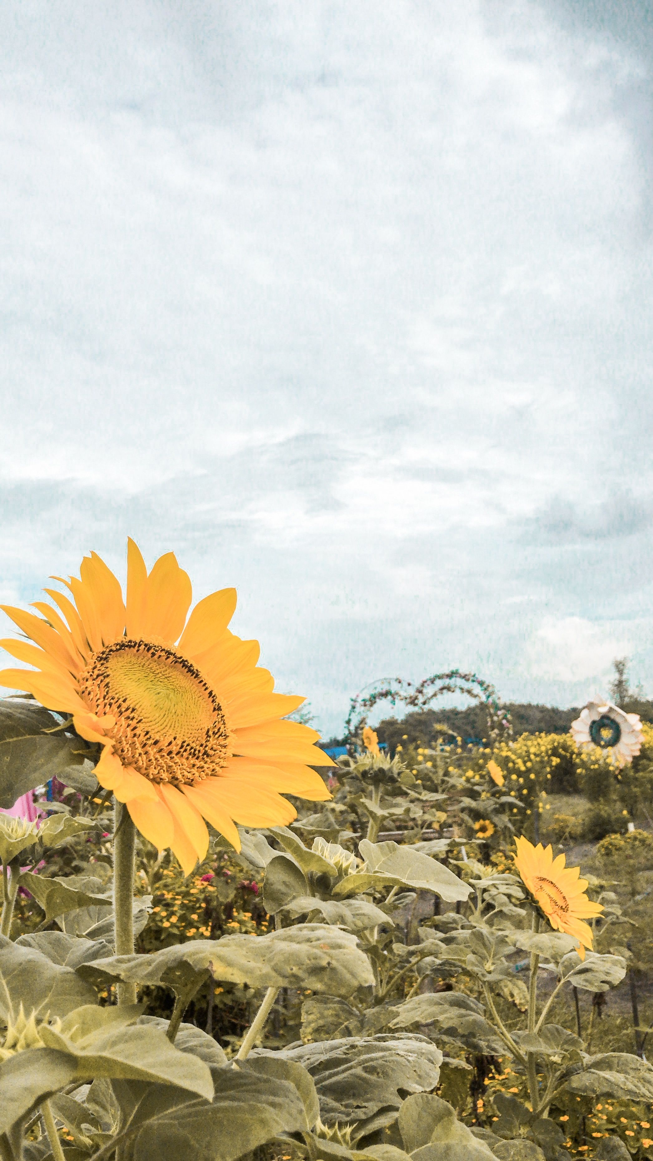 Detail Gambar Aesthetic Bunga Matahari Nomer 9