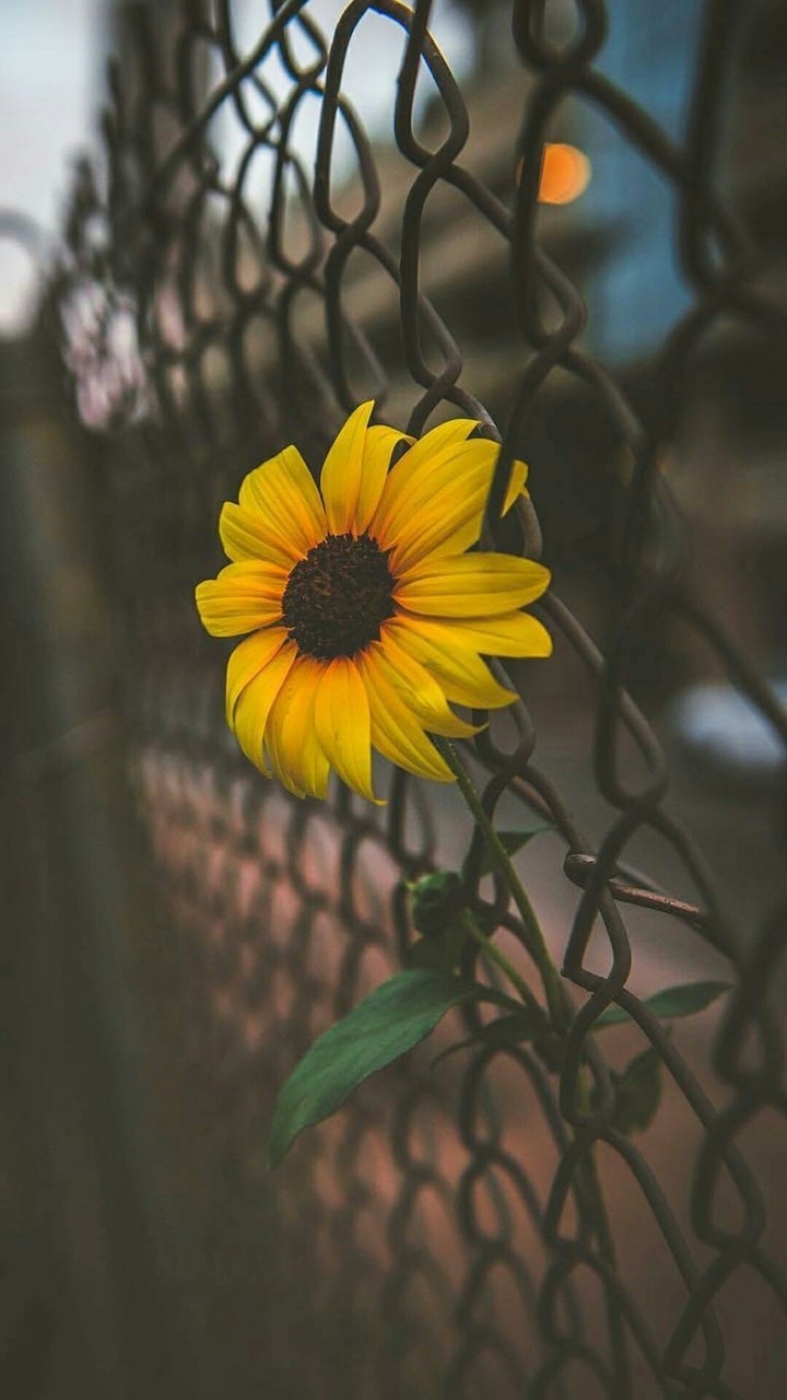 Detail Gambar Aesthetic Bunga Matahari Nomer 10