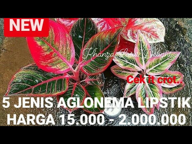 Detail Gambar Aglonema Lipstik Nomer 33