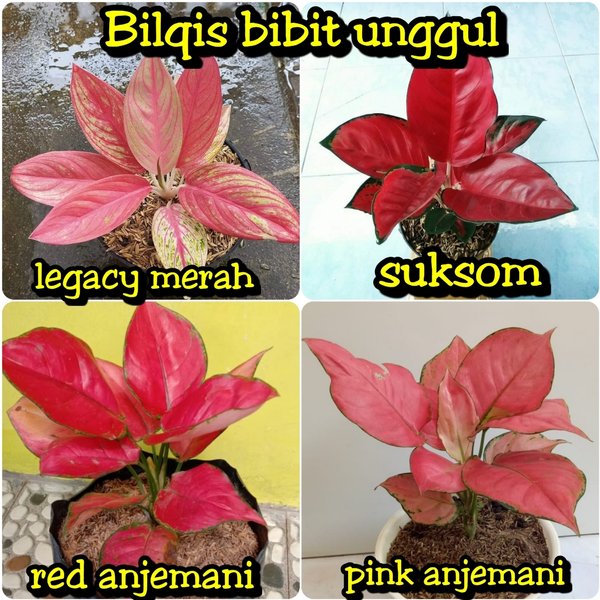 Detail Gambar Aglonema Merah Nomer 54