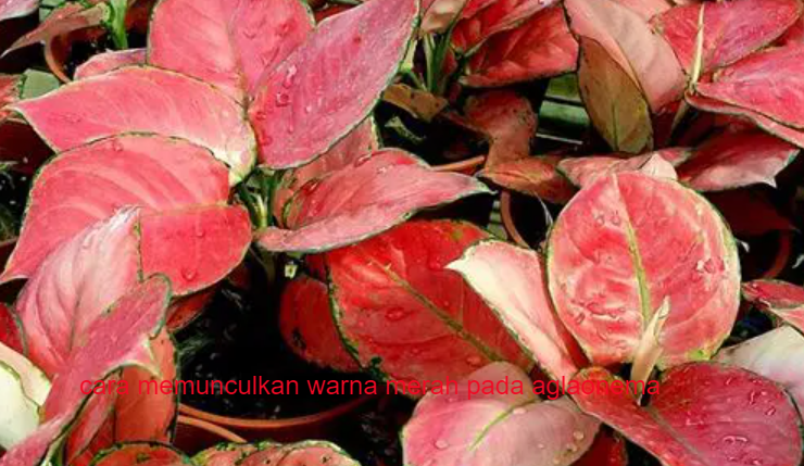 Detail Gambar Aglonema Merah Nomer 58