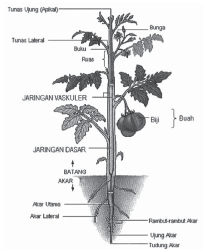 Gambar Akar Batang Dan Daun Gambar Akar Dan Morfologi Akar - KibrisPDR