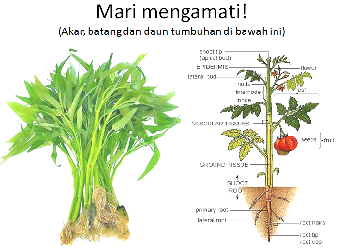 Detail Gambar Akar Batang Dan Daun Gambar Akar Dan Morfologi Akar Nomer 12