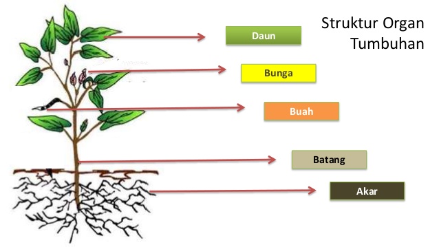 Detail Gambar Akar Batang Dan Daun Gambar Akar Dan Morfologi Akar Nomer 15