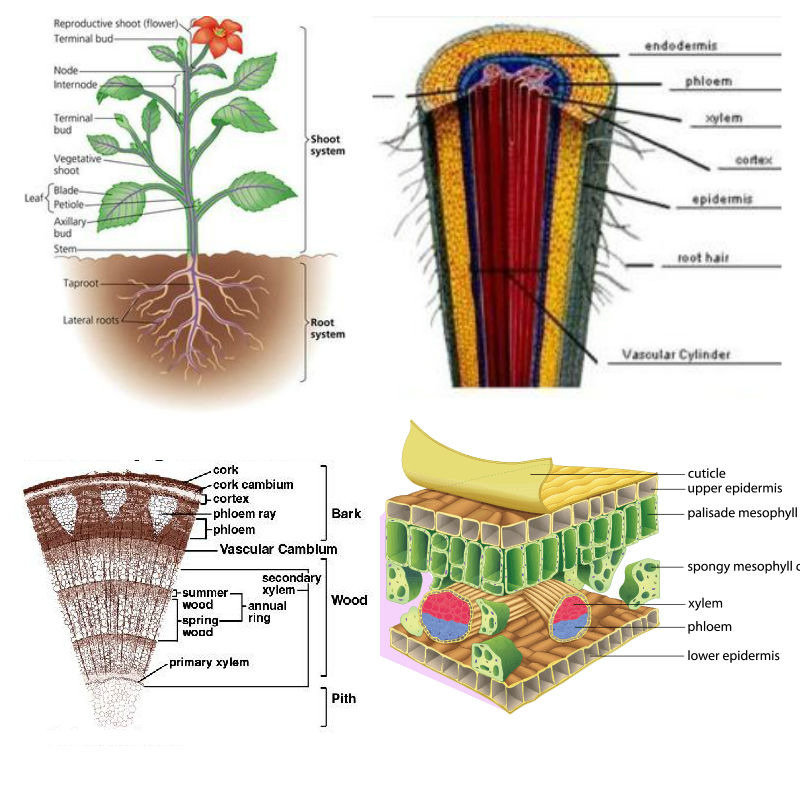 Detail Gambar Akar Batang Dan Daun Gambar Akar Dan Morfologi Akar Nomer 23