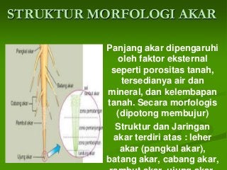 Detail Gambar Akar Batang Dan Daun Gambar Akar Dan Morfologi Akar Nomer 26