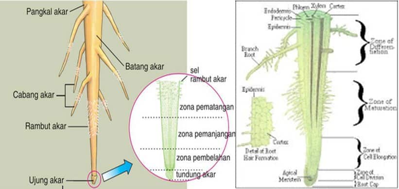 Detail Gambar Akar Batang Dan Daun Gambar Akar Dan Morfologi Akar Nomer 30