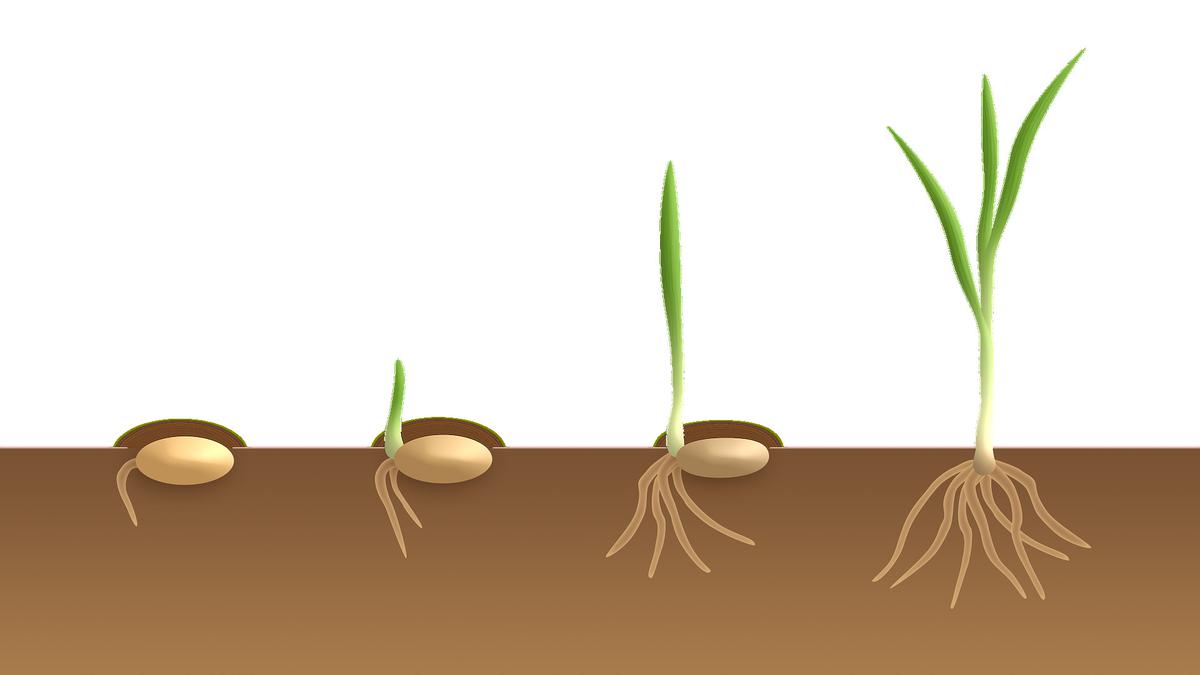 Detail Gambar Akar Batang Dan Daun Gambar Akar Dan Morfologi Akar Nomer 44