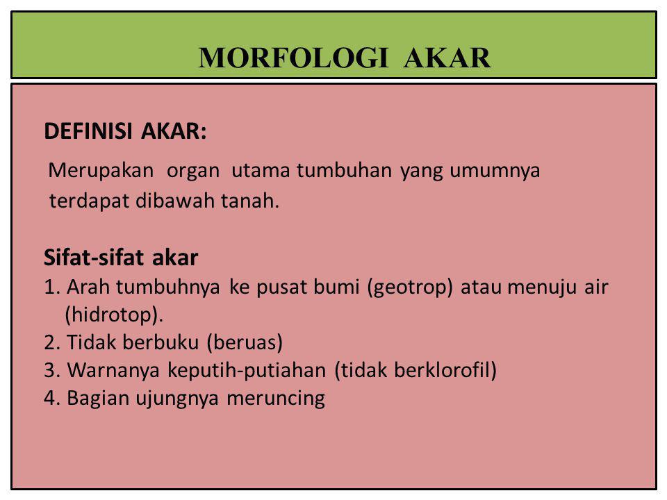 Detail Gambar Akar Batang Dan Daun Gambar Akar Dan Morfologi Akar Nomer 46