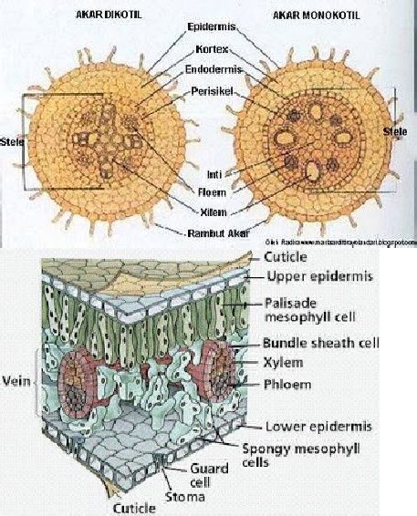 Detail Gambar Akar Batang Dan Daun Gambar Akar Dan Morfologi Akar Nomer 52