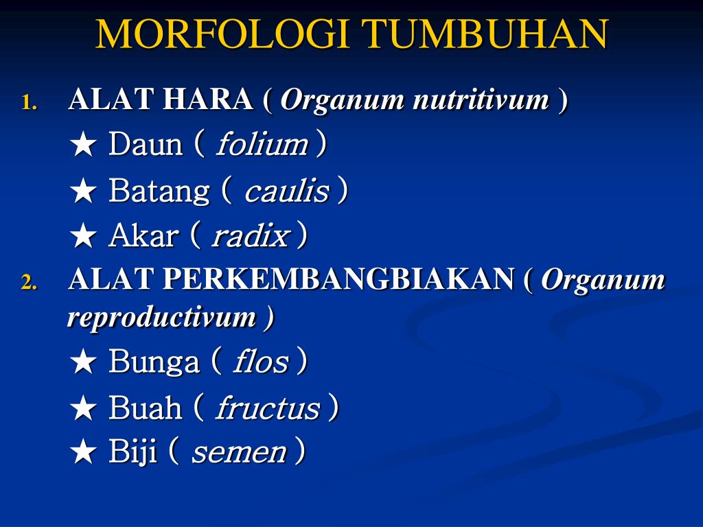 Detail Gambar Akar Batang Dan Daun Gambar Akar Dan Morfologi Akar Nomer 54