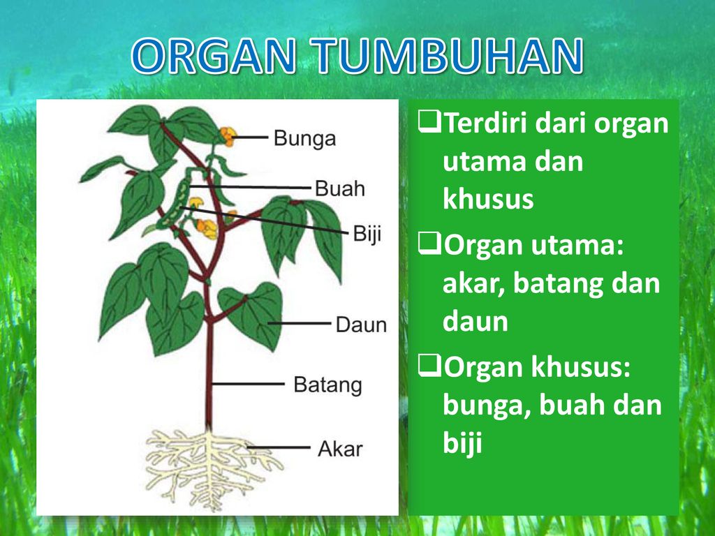 Detail Gambar Akar Batang Dan Daun Gambar Akar Dan Morfologi Akar Nomer 55