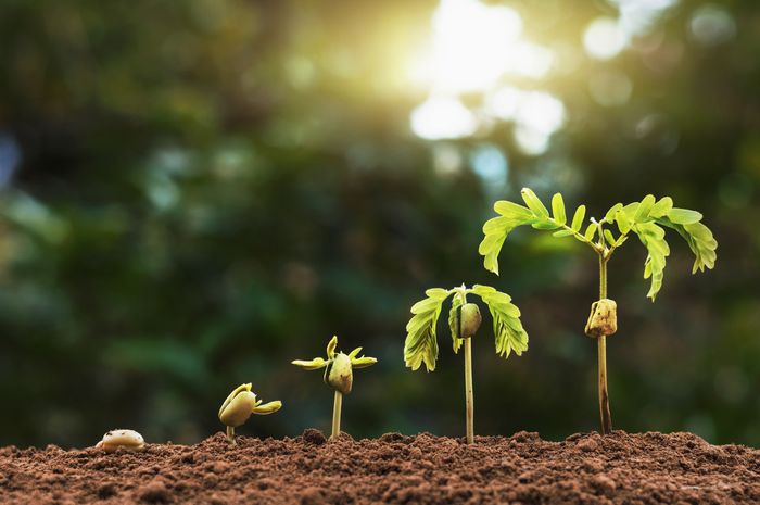 Detail Gambar Akar Batang Dan Daun Gambar Akar Dan Morfologi Akar Nomer 56