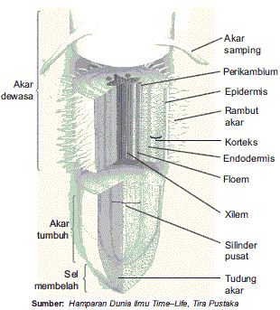 Detail Gambar Akar Batang Dan Daun Gambar Akar Dan Morfologi Akar Nomer 9