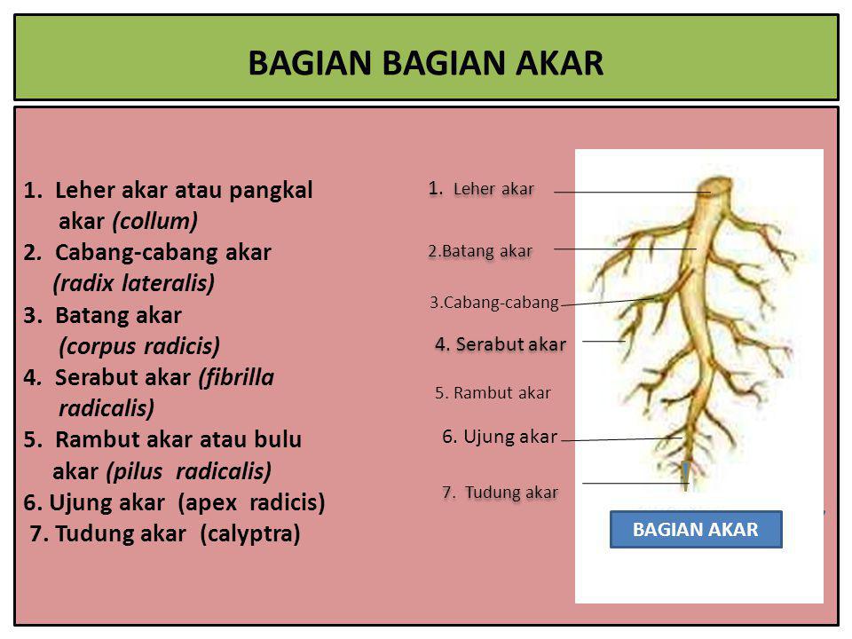 Detail Gambar Akar Batang Dan Daun Gambar Akar Dan Morfologi Batang ...