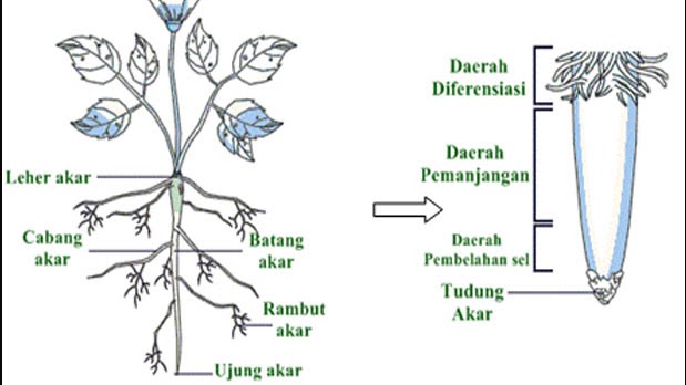 Detail Gambar Akar Batang Dan Daun Gambar Dan Morfologi Batang Nomer 25