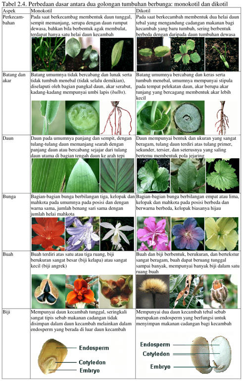 Detail Gambar Akar Batang Dan Daun Gambar Dan Morfologi Batang Nomer 30