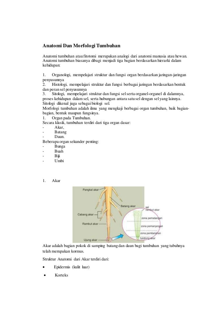 Detail Gambar Akar Batang Dan Daun Gambar Dan Morfologi Batang Nomer 35