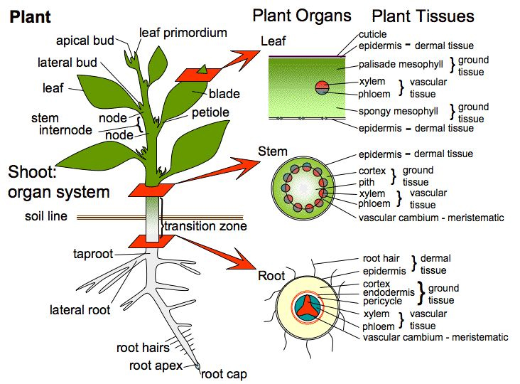 Detail Gambar Akar Batang Dan Daun Gambar Dan Morfologi Batang Nomer 5