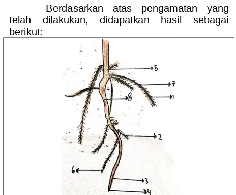 Detail Gambar Akar Bayam Nomer 25