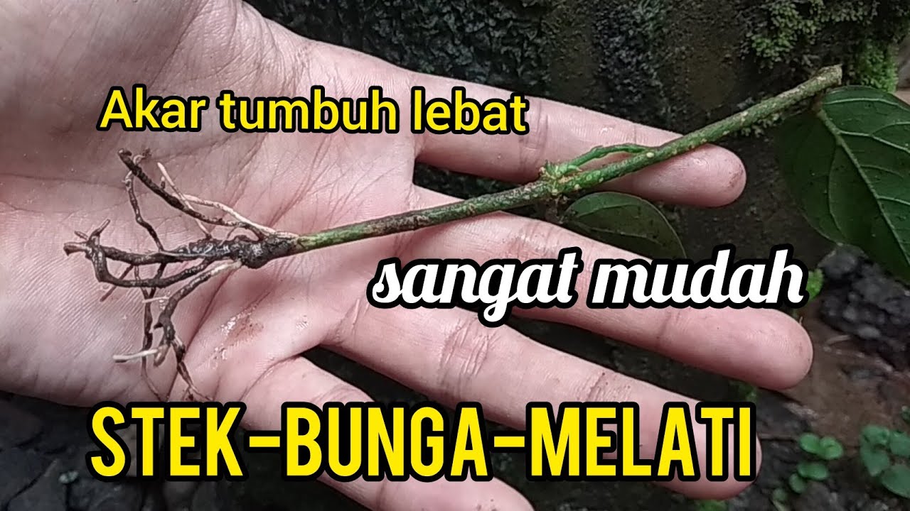 Detail Gambar Akar Bunga Melati Nomer 5