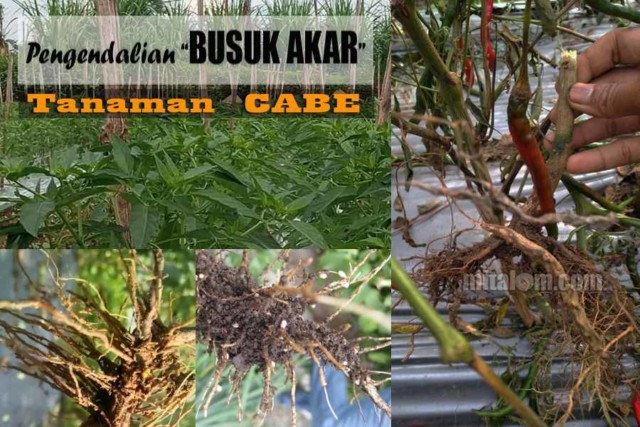 Detail Gambar Akar Cabai Nomer 13