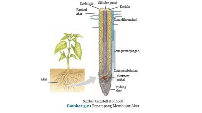 Detail Gambar Akar Dan Bagian Bagiannya Nomer 25