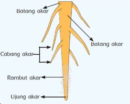 Detail Gambar Akar Dan Bagian Bagiannya Nomer 4