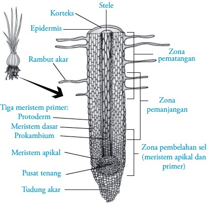 Gambar Akar Dan Bagianya - KibrisPDR