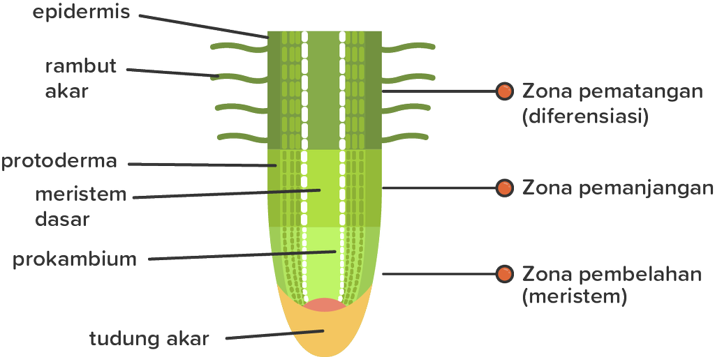 Detail Gambar Akar Dan Bagianya Nomer 12