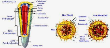 Detail Gambar Akar Dan Bagianya Nomer 13