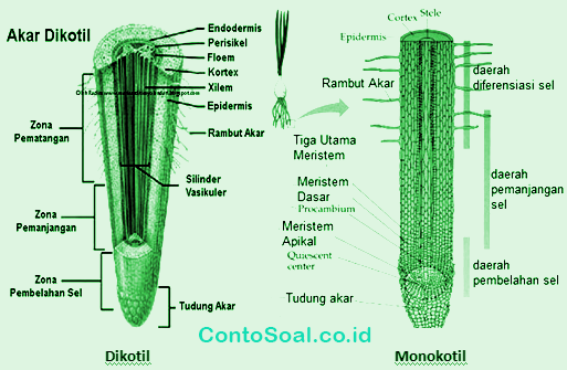 Detail Gambar Akar Dan Bagianya Nomer 14