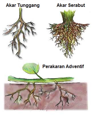 Detail Gambar Akar Dan Bagianya Nomer 17