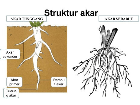 Detail Gambar Akar Dan Bagianya Nomer 18