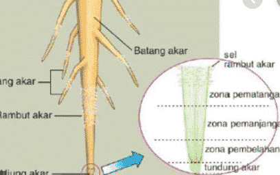 Detail Gambar Akar Dan Bagianya Nomer 3